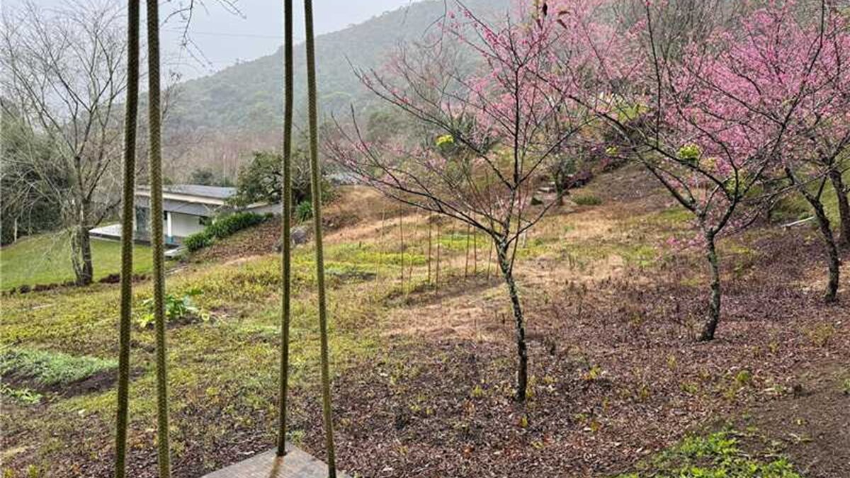 Flores das cerejeiras começam a colorir comunidade de Redentor em Alfredo Chaves