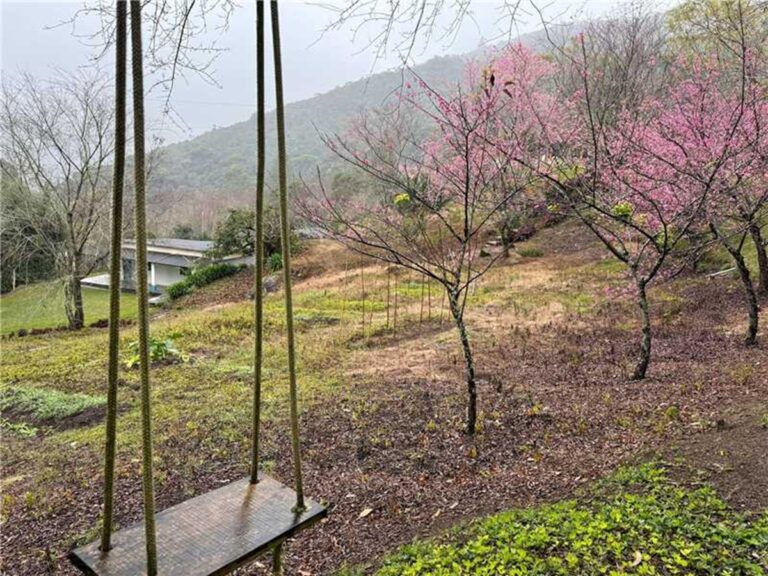 Flores das cerejeiras começam a colorir comunidade de Redentor em Alfredo Chaves