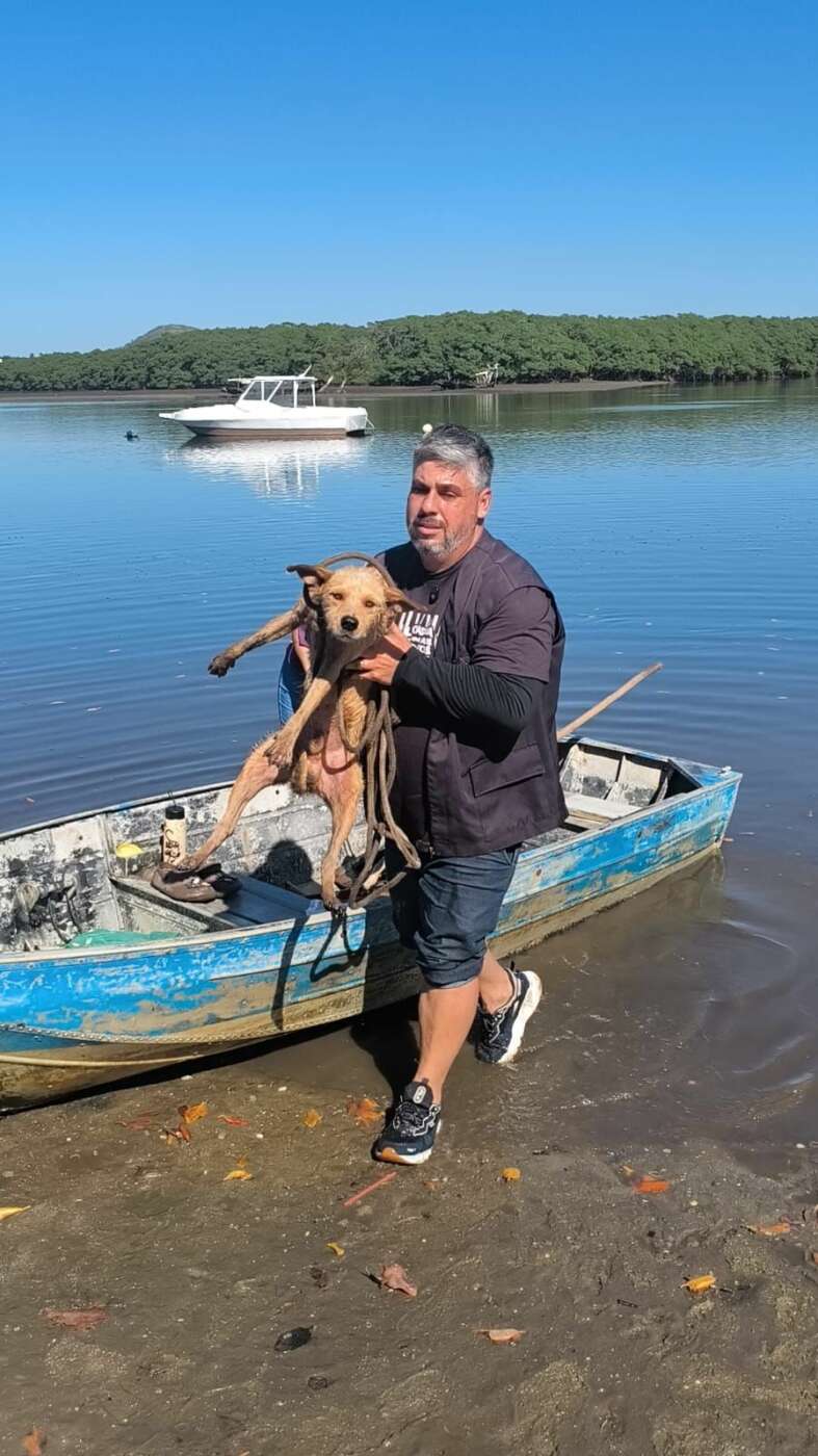 Final feliz: últimos cães isolados em ilha de Guarapari são resgatados 2 dog concha 2