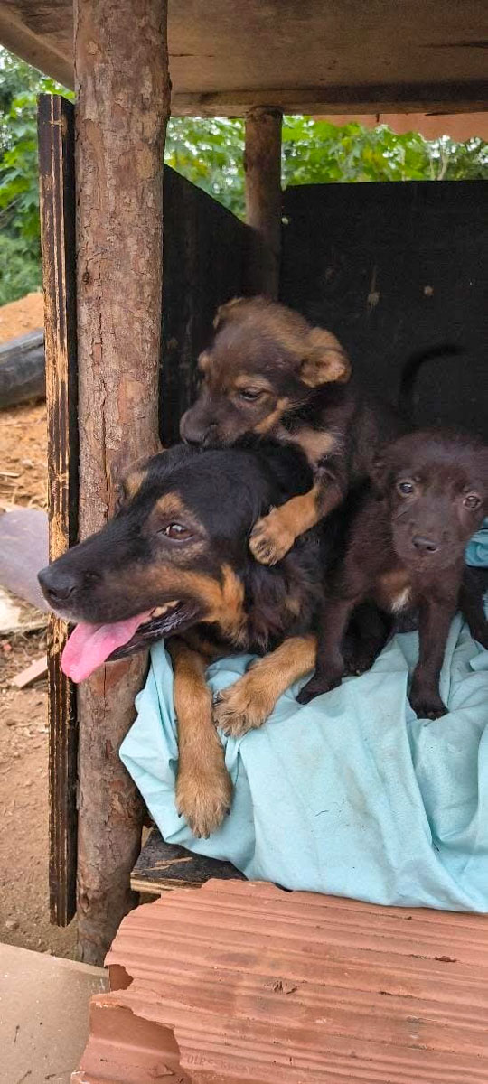 Quem cuida de quem cuida? 3 Projeto Ajuda Pet 9
