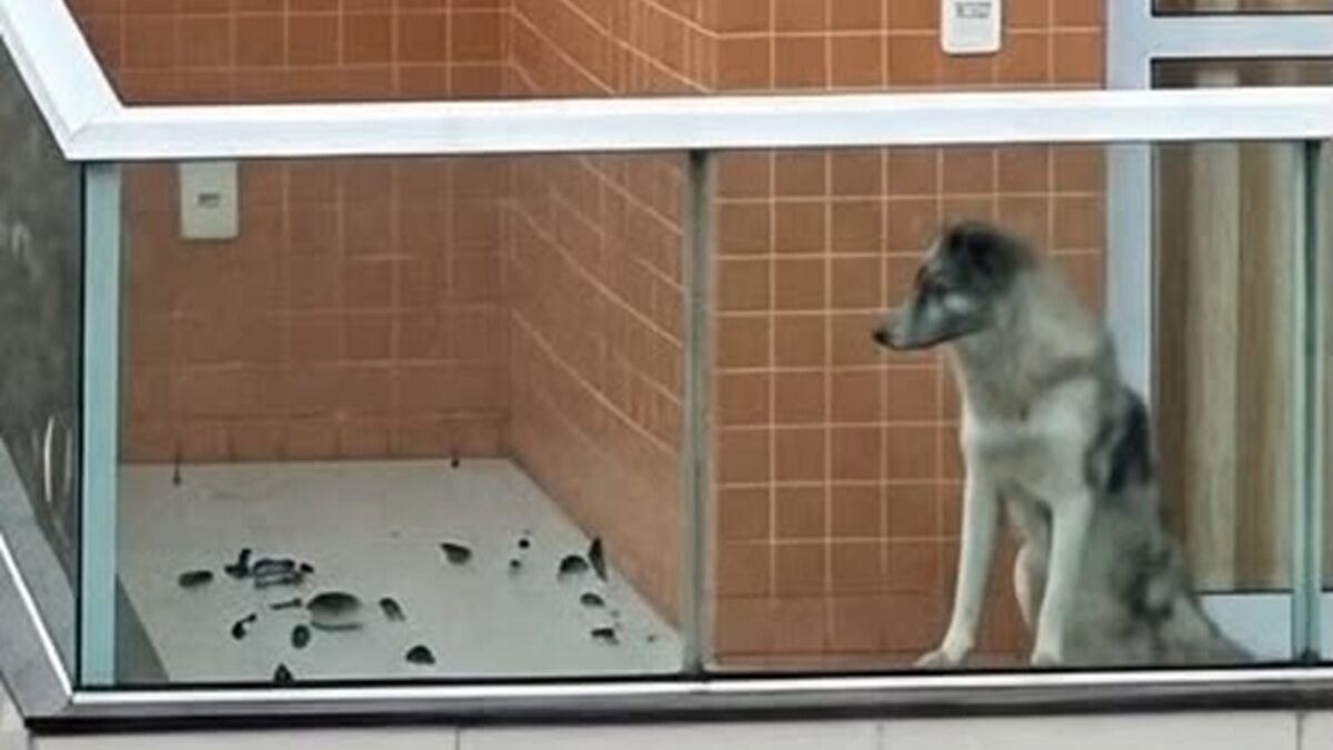 Guarapari: o dono que falta ao cachorro da varanda