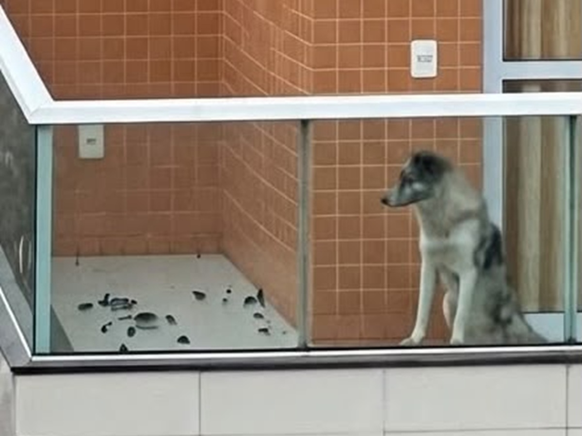 Guarapari: o dono que falta ao cachorro da varanda 1 cachorro capa