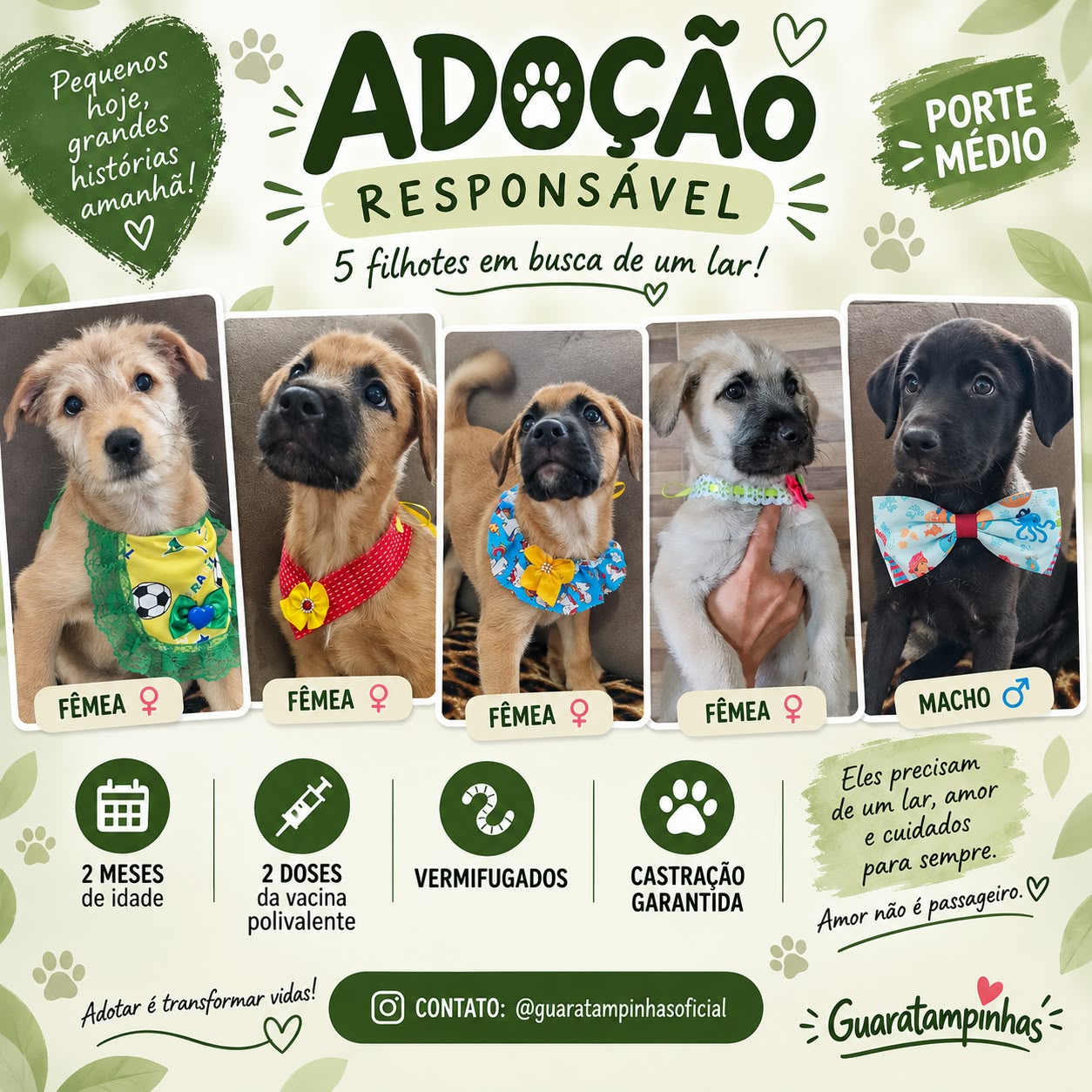 Guaratampinhas promove bazar solidário para auxiliar animais resgatados 3 WhatsApp Image 2026 09 08 at 15.51.31