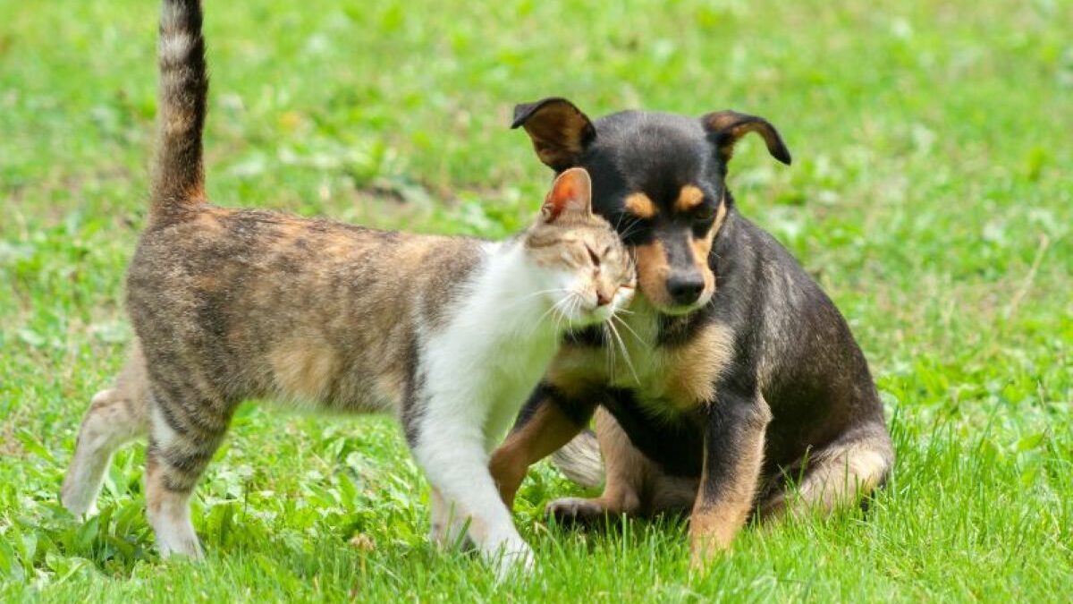Nova etapa de castração gratuita para cães e gatos em Guarapari tem inscrições abertas