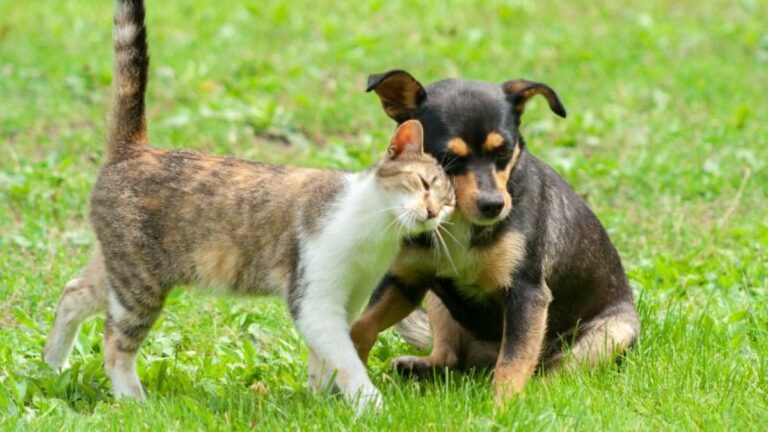 Nova etapa de castração gratuita para cães e gatos em Guarapari tem inscrições abertas