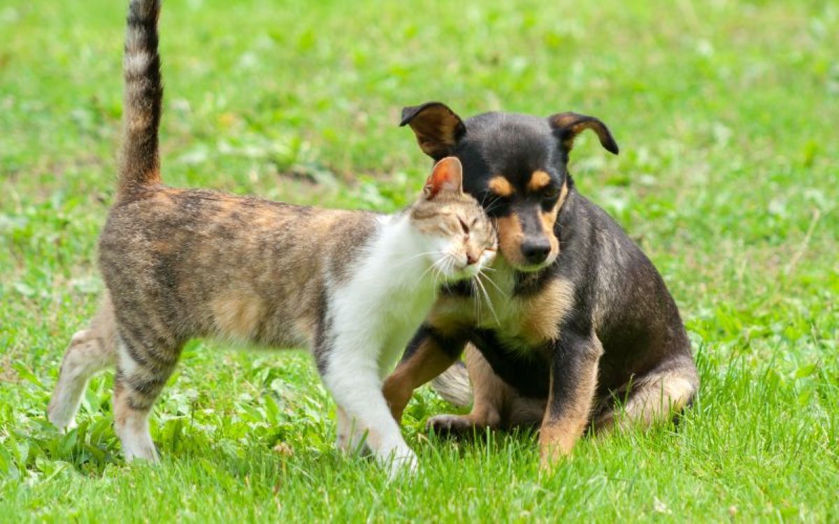 Nova etapa de castração gratuita para cães e gatos em Guarapari tem inscrições abertas 1 caes e gatos 1 5
