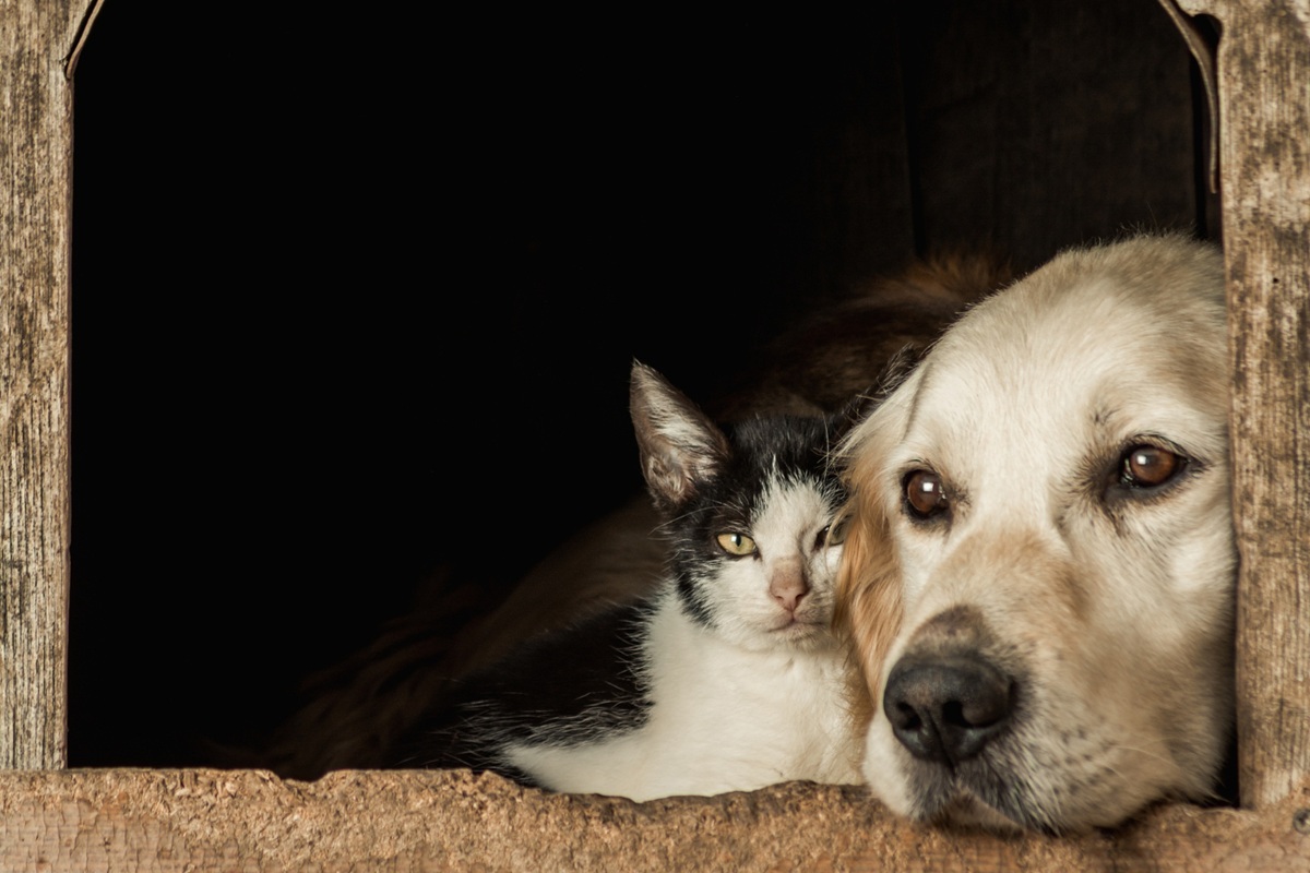 Sábado pet: Guarapari promove feira de adoção e Dia D antirrábica 1 adocao de pets magnific