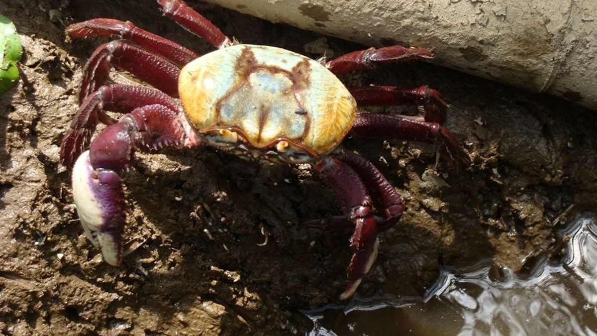 Defeso do caranguejo-uçá começa em Guarapari