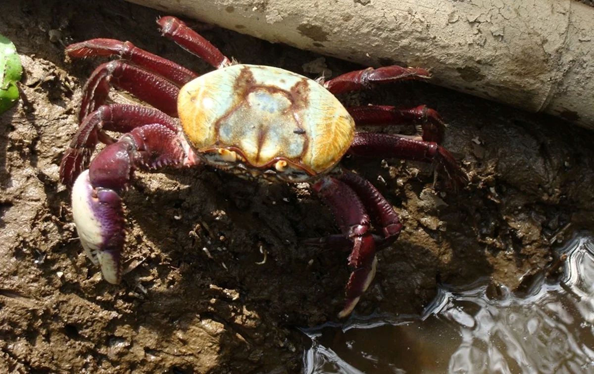 Defeso do caranguejo-uçá começa em Guarapari 1 caranguejo uca acervo icmbio
