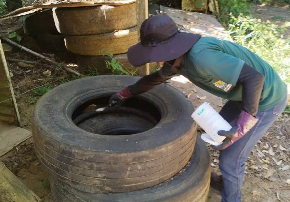 Aedes aegypti combate