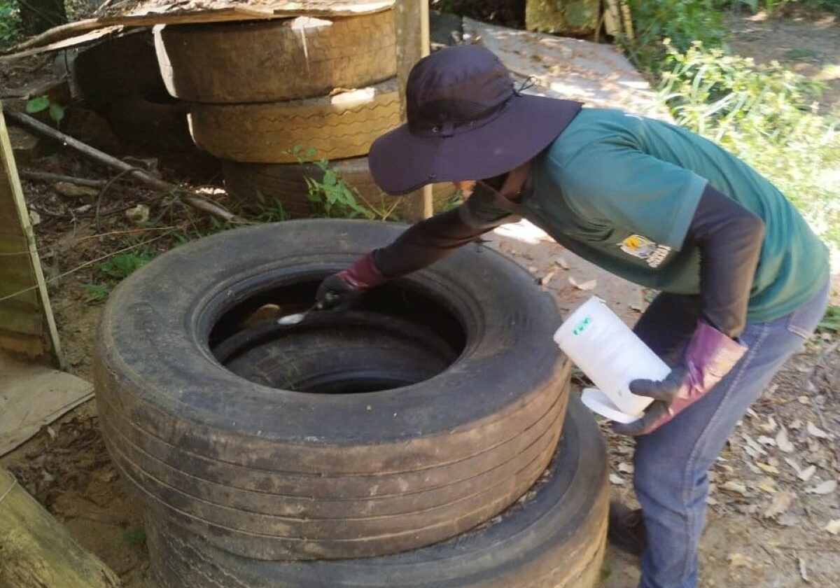 Aedes aegypti combate