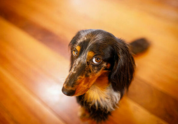 Cao-culpado-Petlove1