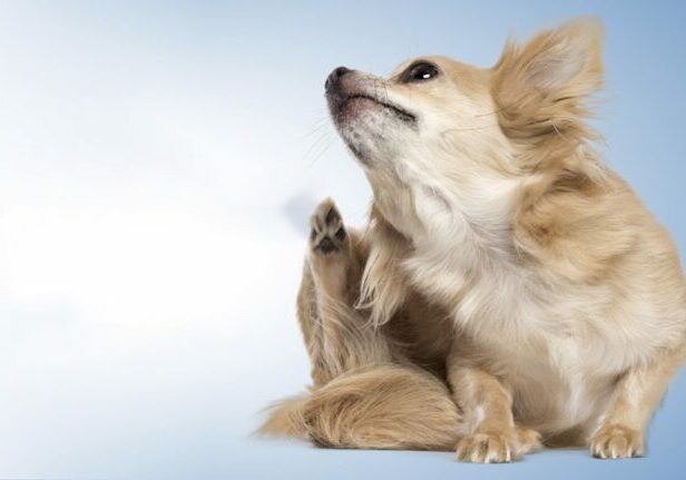 WeVets_Thumb_BLOG_Alergia_02_Thumb