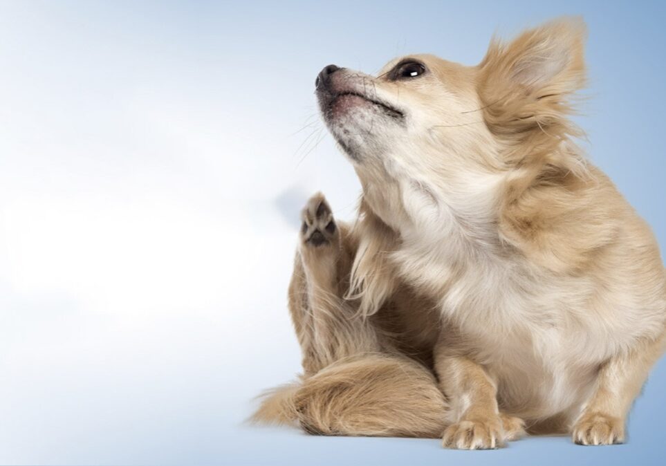 WeVets_Thumb_BLOG_Alergia_02_Thumb