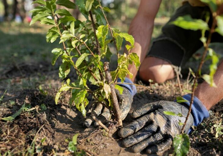 aproxime-se-plantio-de-novas-plantas-na-natureza