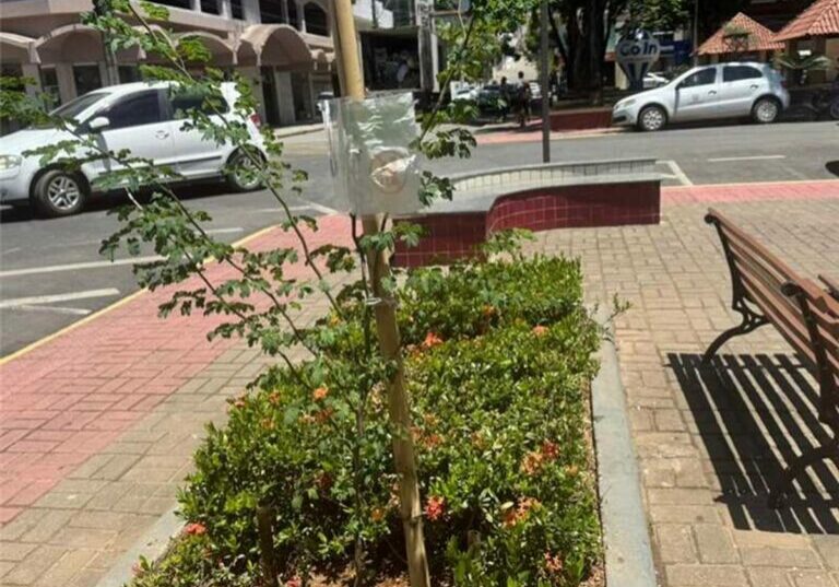 arborização Alfredo Chaves