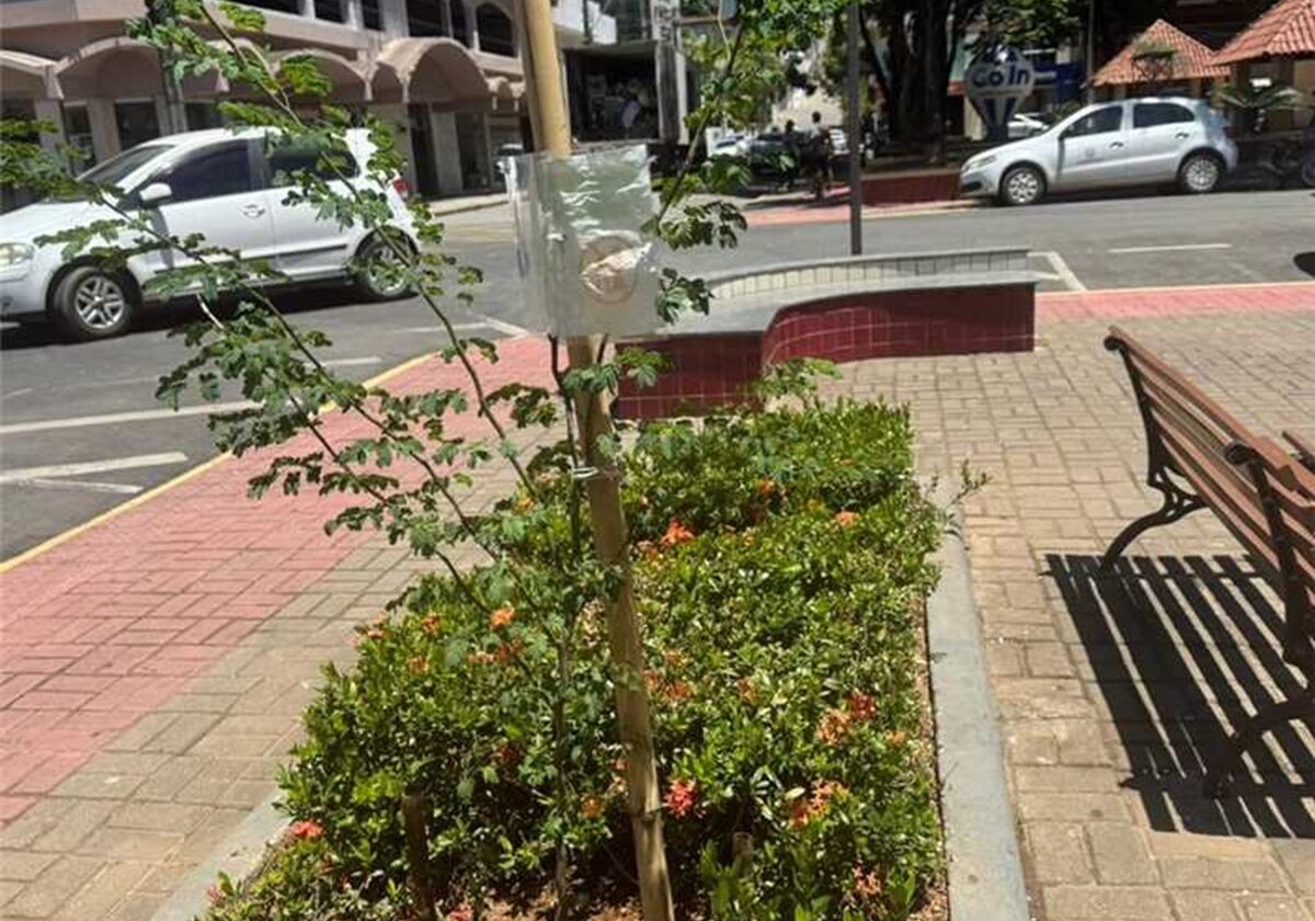 arborização Alfredo Chaves