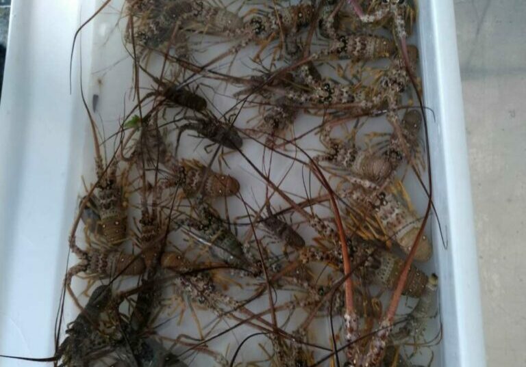 artigo-antonio-ribeiro-2022-05-15-2