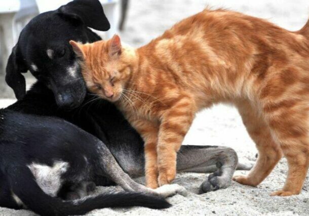 cachorro e gato pet animais