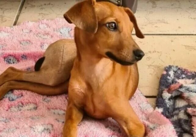 cachorro-guaratampinhas-1024x598 (1)