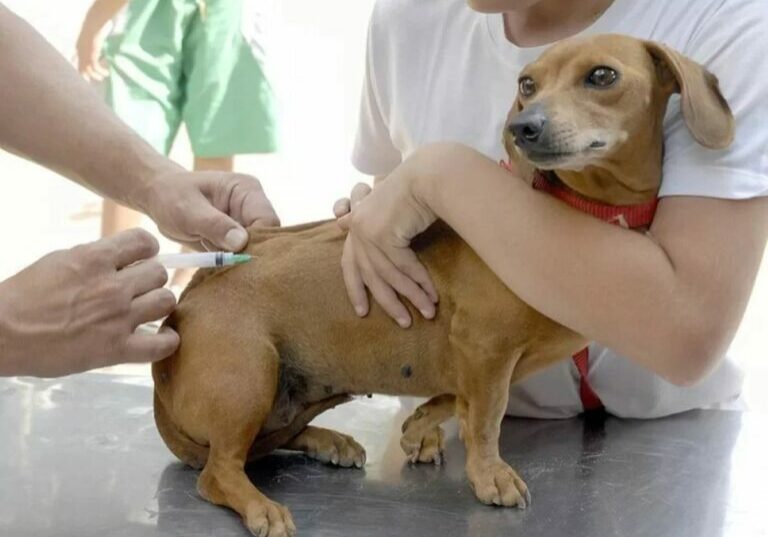 cachorro vacina