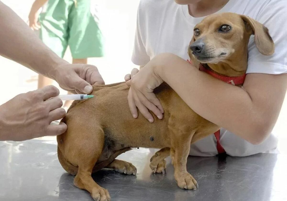 cachorro vacina