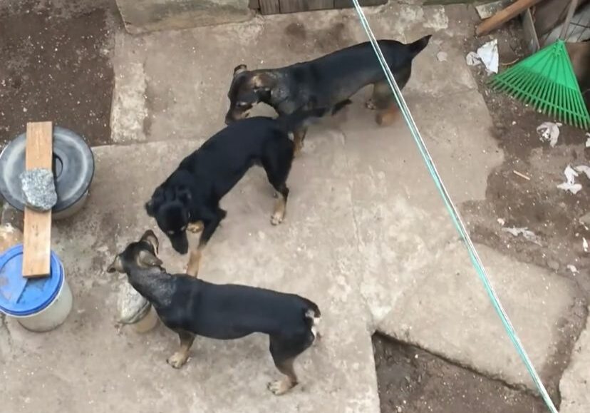 cães abandonados (3)