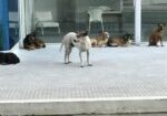 cães_abandonados