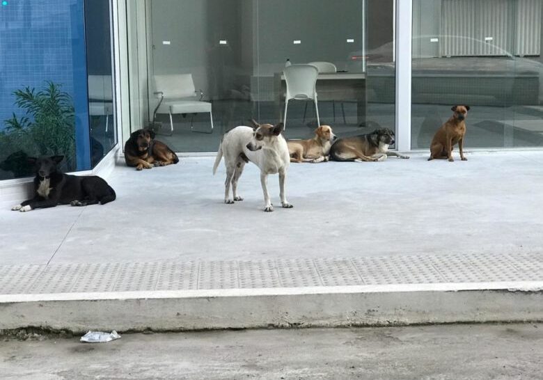 cães_abandonados
