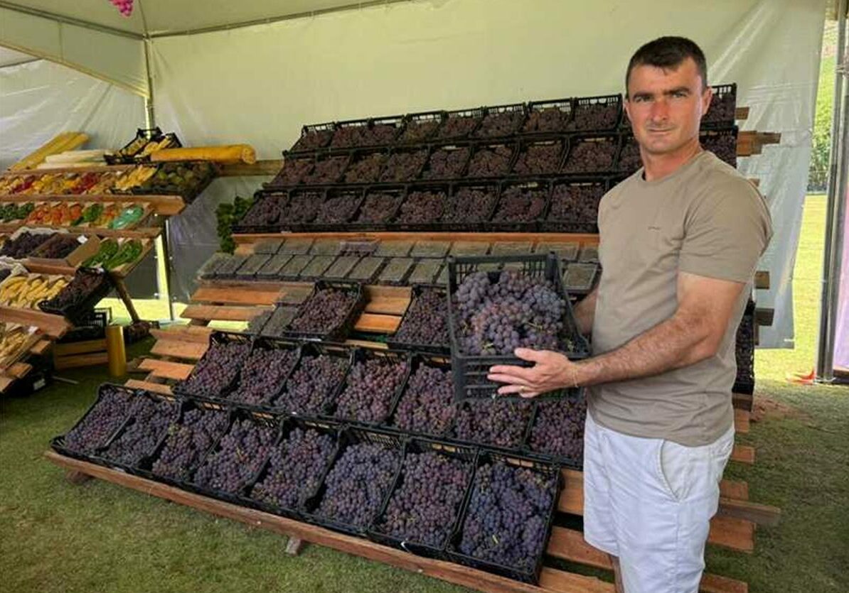 capa festival da uva alfredo