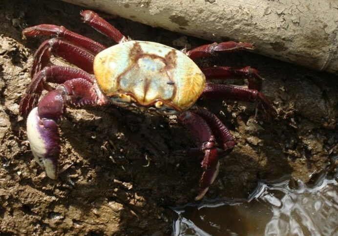 caranguejo-uca-acervo-icmbio