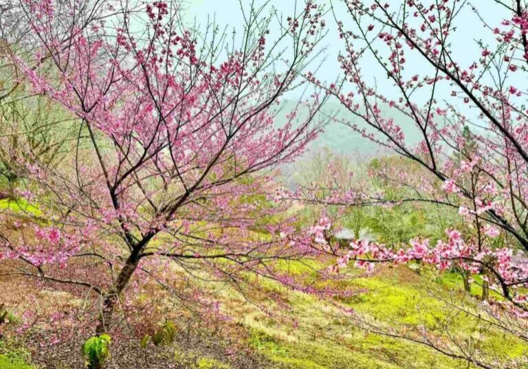 cerejeira-alfredochaves-2-1109x832-1