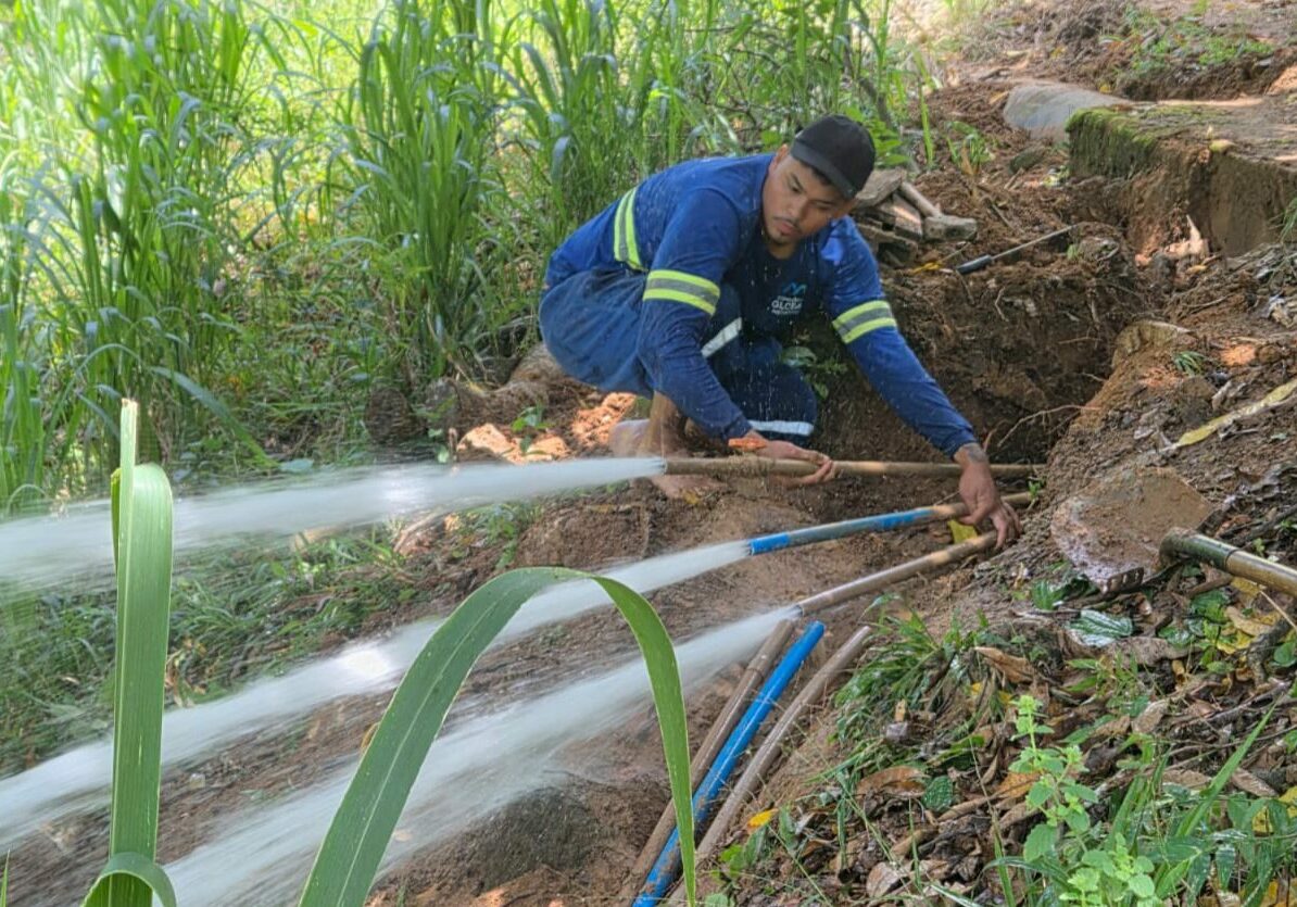 cesan gato em cachoeirinha