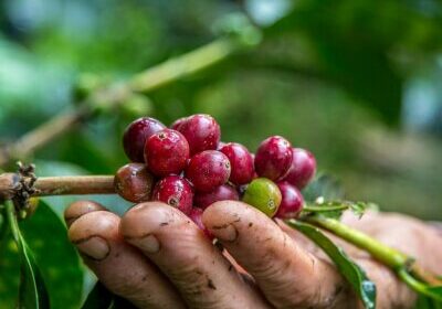 A closeup shot of male hand picking cherry red coffee beans on the tree