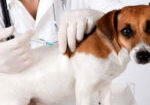 cães-vacina