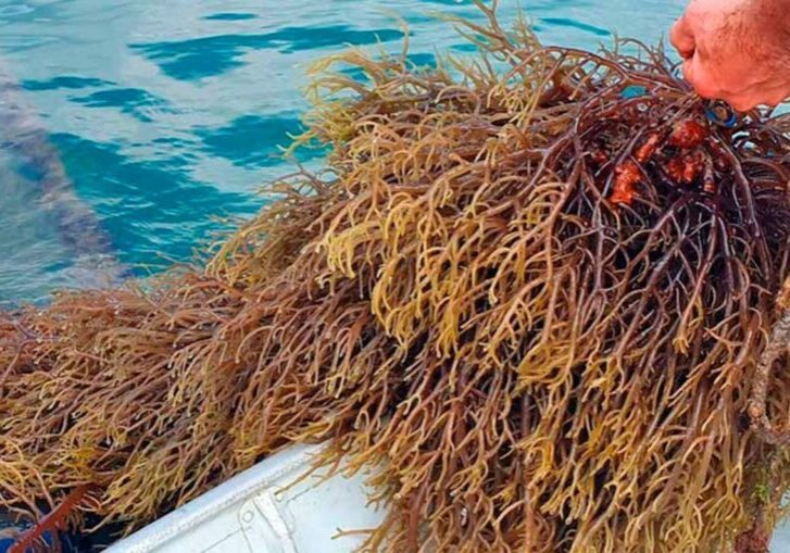 fazenda marinha alga-epagri