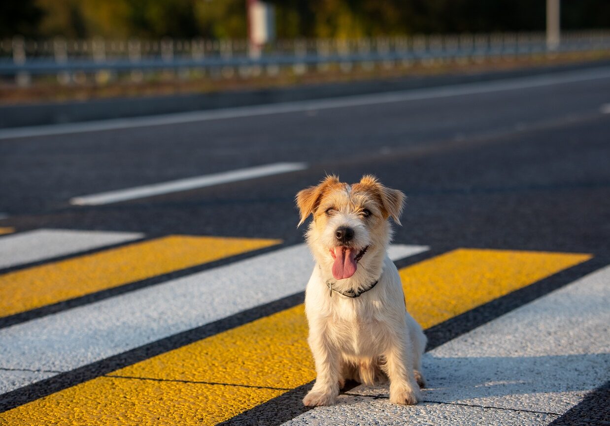 jack-russell-terrier-puppy-runs-alone-pedestrian-crossing-across-road