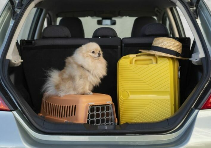 pessoa-viajando-com-seu-animal-de-estimacao-e-transportadora