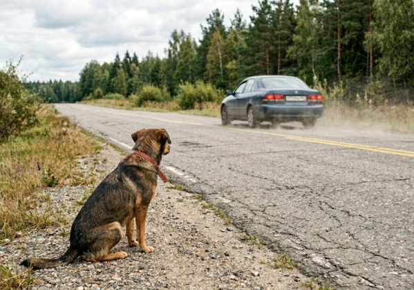 pet abandonado