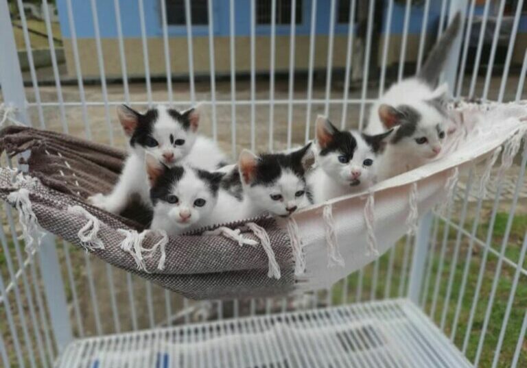 prefeituradeguarapari_246897100_443687473823721_5036720391703309080_n