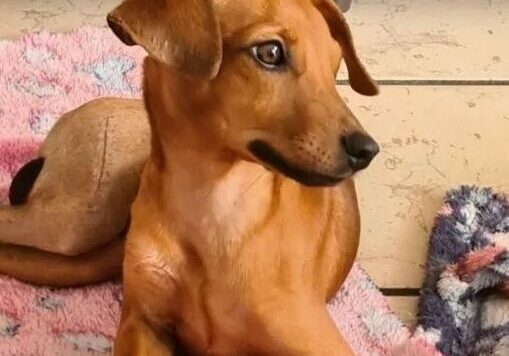 tobias-guaratampinhas-2