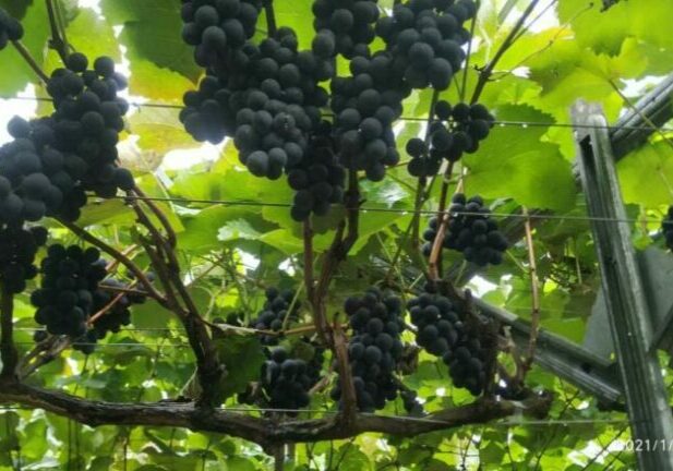 uva-alfredo-chaves-dia-da-comercializacao