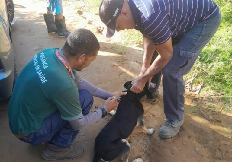 vacinação animal antirrábica